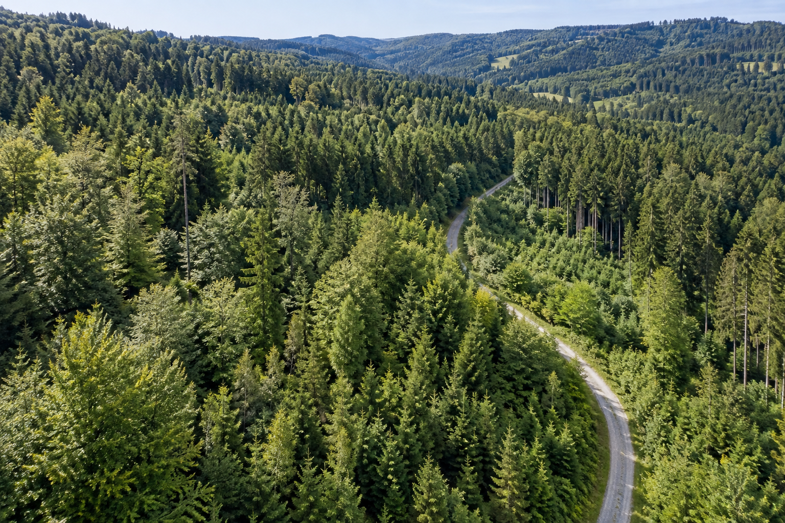 Mischwald mit geschwungener Forststraße aus erhöhter Perspektive