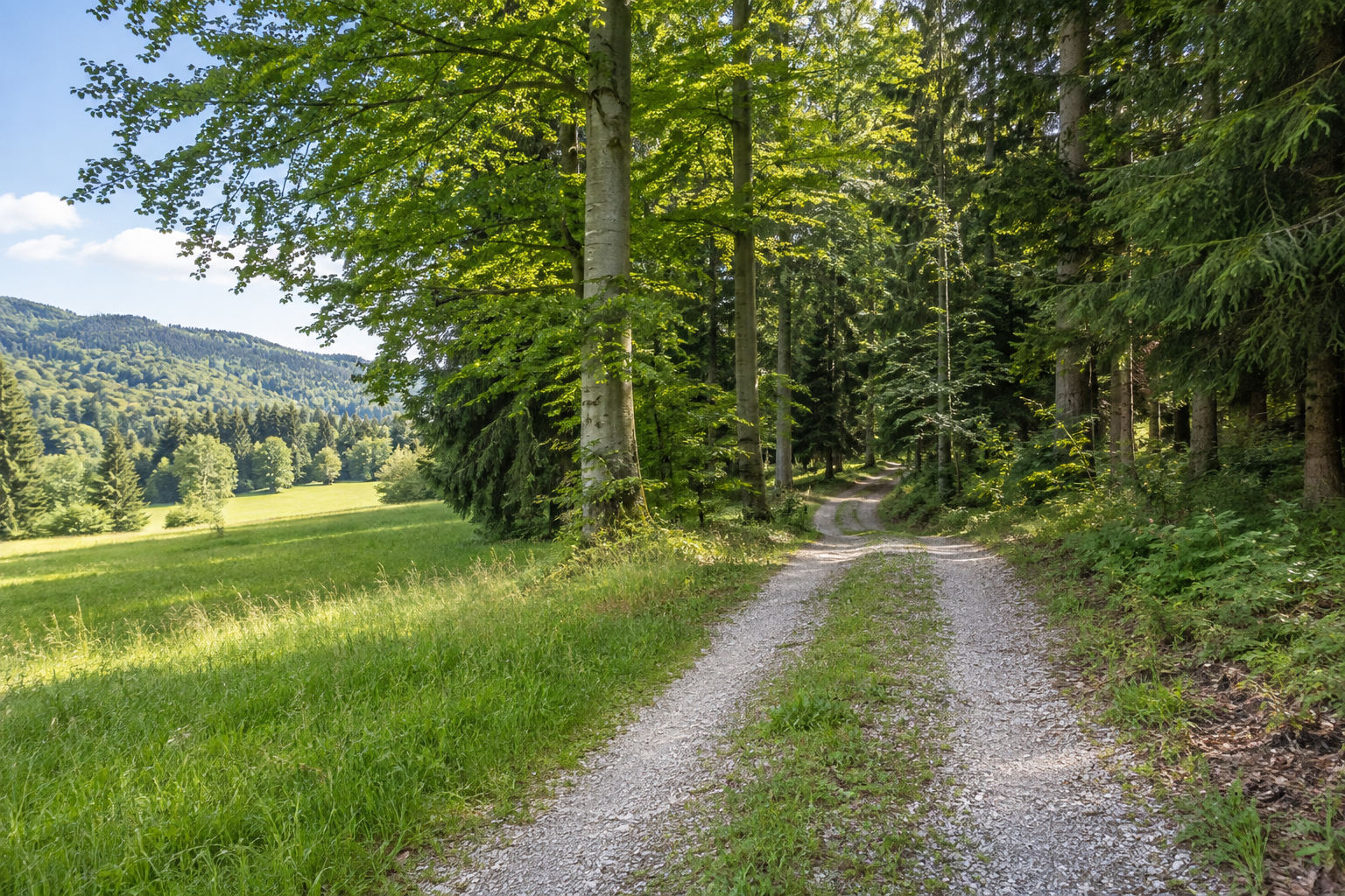 Waldrand mit Wiese und Zufahrt in einen Mischwald