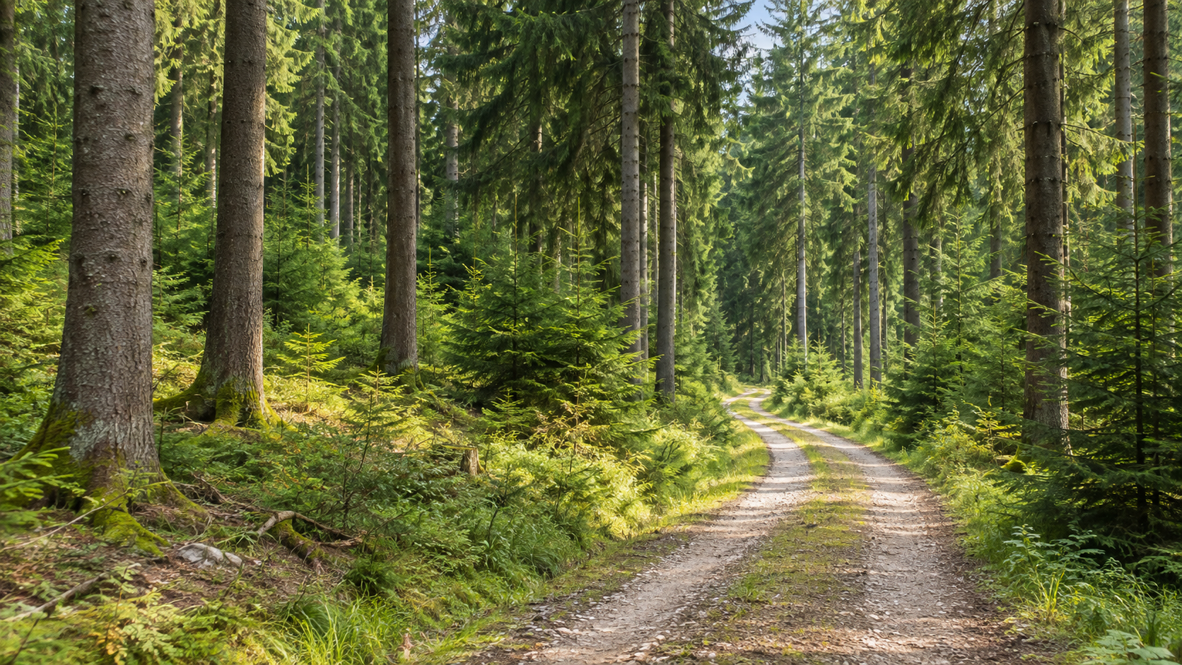Fichtenwald mit einem befahrbaren Waldweg